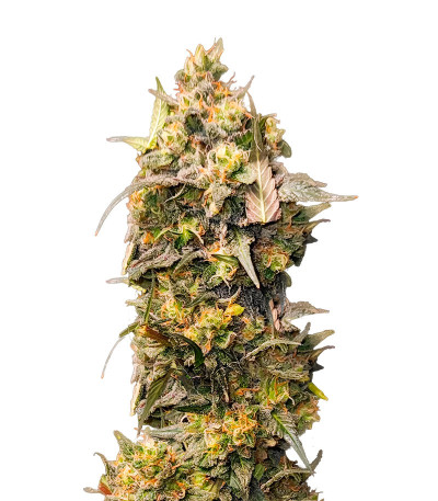 Семена сорта Fullgas fem (Green House Seeds)
