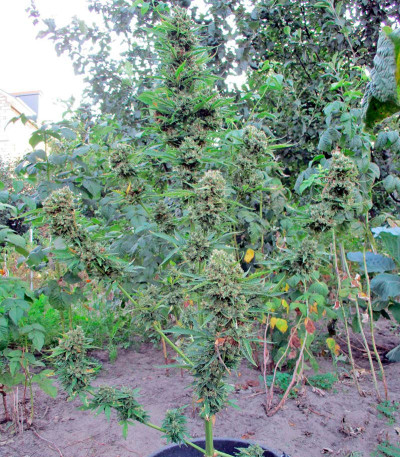 Семена сорта Autoflowering White Russian #1 fem (Serious Seeds)