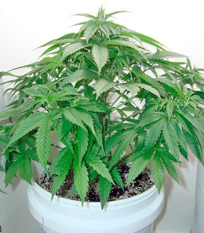 Семена сорта Afrodite fem