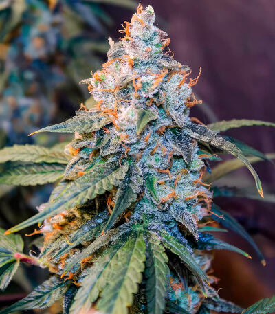 Семена сорта Ghost Chem OG Autoflower fem (Seedkeepers)