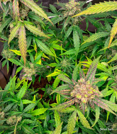 Семена сорта Wedding Cake fem (Семяныч)