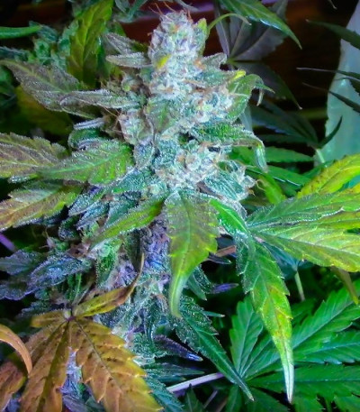 Семена сорта Incredible Bulk Auto fem (Dr. Krippling Seeds)