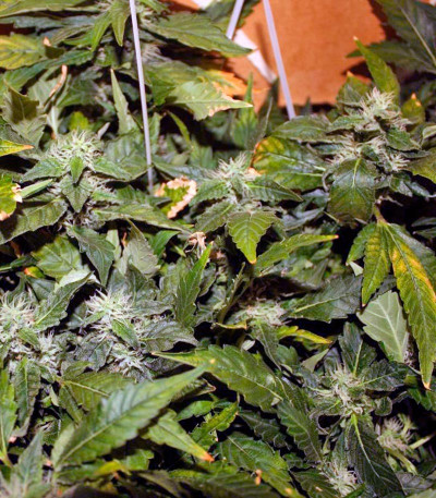 Сорт конопли Moby Dick