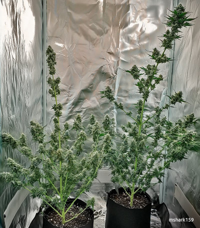 Семена сорта Gorilla fem (Семяныч)