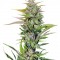 Семена сорта Black Jack fem (Sweet Seeds)
