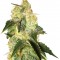 Семена сорта Pakistan Ryder Auto fem (World of Seeds)