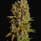 Семена сорта 1024 fem (Medical Seeds)