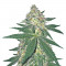 Семена сорта The New fem (Humboldt Seeds)