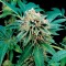 Семена сорта Shark Attack fem (Dinafem Seeds)