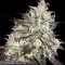 Семена сорта Atomical Haze fem (Paradise Seeds)