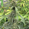 Семена сорта Bruce Banner fem (Cali Buds Seeds)