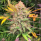 Семена сорта Grandaddy Banner fem (AlphaFem Seeds)