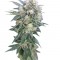 Семена сорта Ganesh reg (Mandala Seeds)