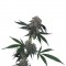 Семена сорта Jack Flash reg (Sensi Seeds)