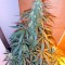 Семена сорта Damnesia Autoflowering fem (Strain Hunters)
