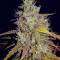Сорт конопли Green Gelato Automatic fem (RQS)