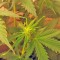 Семена сорта Northern Lights Auto fem (Green House Seeds)
