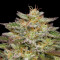 Семена сорта Golden Sands fem (Humboldt Seed Company)