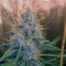 Семена сорта Cream Mandarine F1 Fast Version fem (Sweet Seeds)