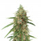 Семена сорта Auto Lennon fem (Pyramid Seeds)