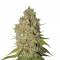 Семена сорта Special Kush 1 fem (Royal Queen Seeds)