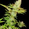 Семена сорта CBD Kong's Kush fem (Sumo Seeds)