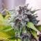 Семена сорта Super Bud Auto fem (Green House Seeds)