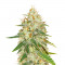 Семена сорта American Pie fem (Pyramid Seeds)