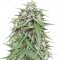 Семена сорта Auto NL fem (Female Seeds)