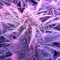 Семена сорта Spinning Buzz Kick Auto fem (Dr. Krippling Seeds)