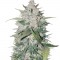 Семена сорта AK Full Auto fem (Sumo Seeds)