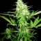 Семена сорта Honey Rock fem (Sumo Seeds)