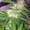 Семена сорта Red Leicester Tease fem (Dr. Krippling Seeds)