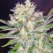 Семена сорта S.A.D. Sweet Afgani Delicious F1 Fast Version fem (Sweet Seeds)