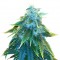 Семена сорта AK 48 fem (Nirvana Seeds)
