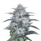 Семена сорта Currant Kush fem (VIP seeds)