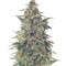 Семена сорта Vision Jack Auto Fem (Vision Seeds)