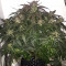Семена сорта Auto Blueberry Banana fem (Anesia Seeds)