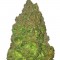 Семена сорта Fruit Punch Auto fem (Heavyweight Seeds)