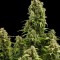 Семена сорта Diesel Automatic fem (Royal Queen Seeds)
