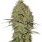 Семена сорта Super Bud Auto fem (Green House Seeds)