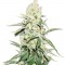 Семена сорта La Blanca Gold Auto Fem (Vision Seeds)
