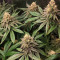 Семена сорта Runtz Punch fem (Herbies Seeds)