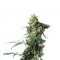 Семена сорта Super Silver fem (Dinafem Seeds)