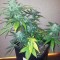 Семена сорта Royal AK Automatic fem (Royal Queen Seeds)