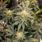 Семена сорта Lord Kush fem (Delicious Seeds)