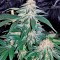Семена сорта Bubba Kush fem (Dinafem Seeds)