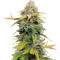 Семена сорта Leisure Zoot Larry fem (Dr. Krippling Seeds)