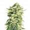Семена сорта A-Train reg (TH Seeds)