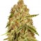 Семена сорта LA Ultra fem (Resin Seeds)